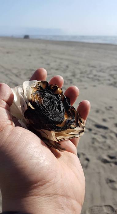 20031546_10212502997162825_8596033365437204505_n